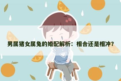 男属猪女属兔的婚配解析：相合还是相冲？